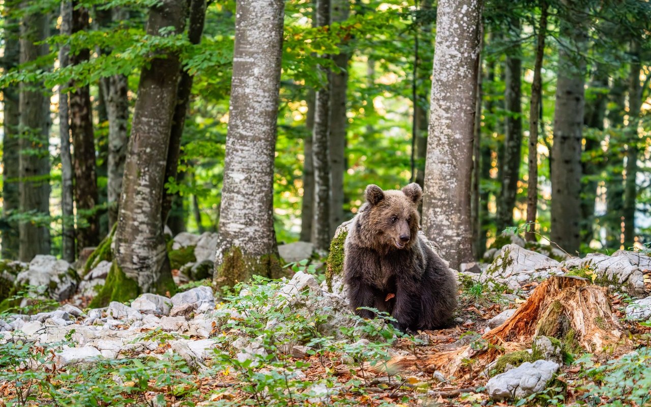 Zum ersten Mal seit 2022 streifen in der Schweiz wieder Bären umher (Symbolbild).