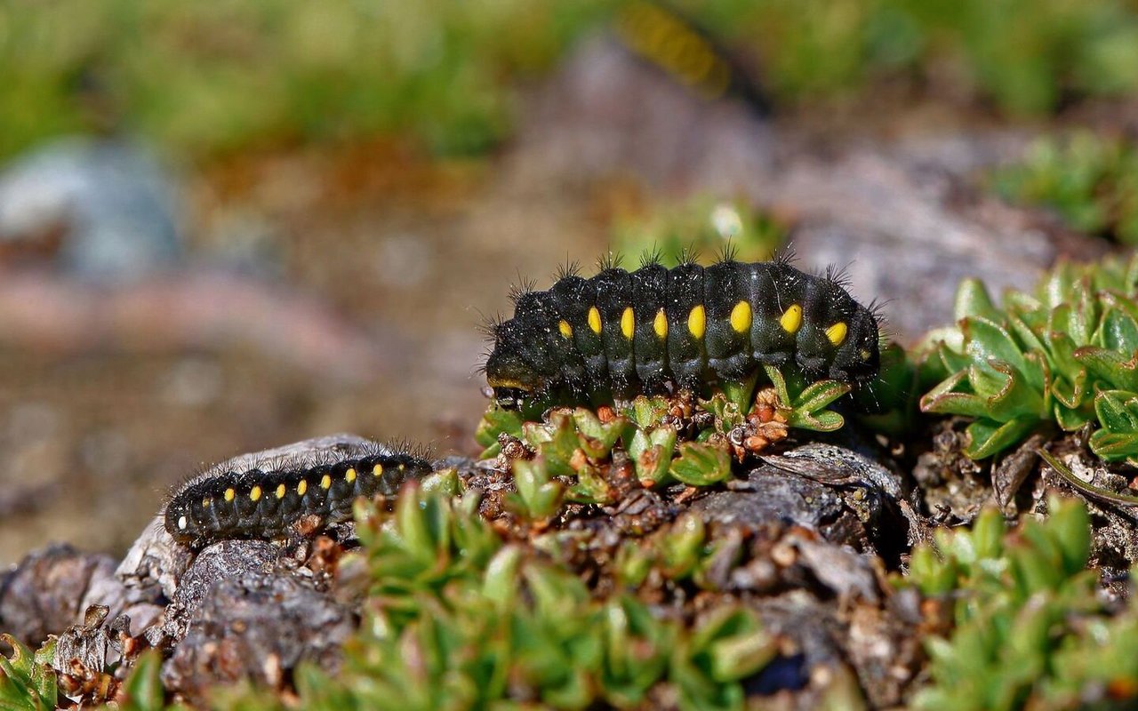 Die unverwechselbaren, dunkelgrünen Raupen des Hochalpenwidderchens besitzen auffällige gelbe Punkte und ernähren sich von der alpinen Flora, wobei sie giftige Stoffe aufnehmen, die sie vor Fressfeinden schützen.