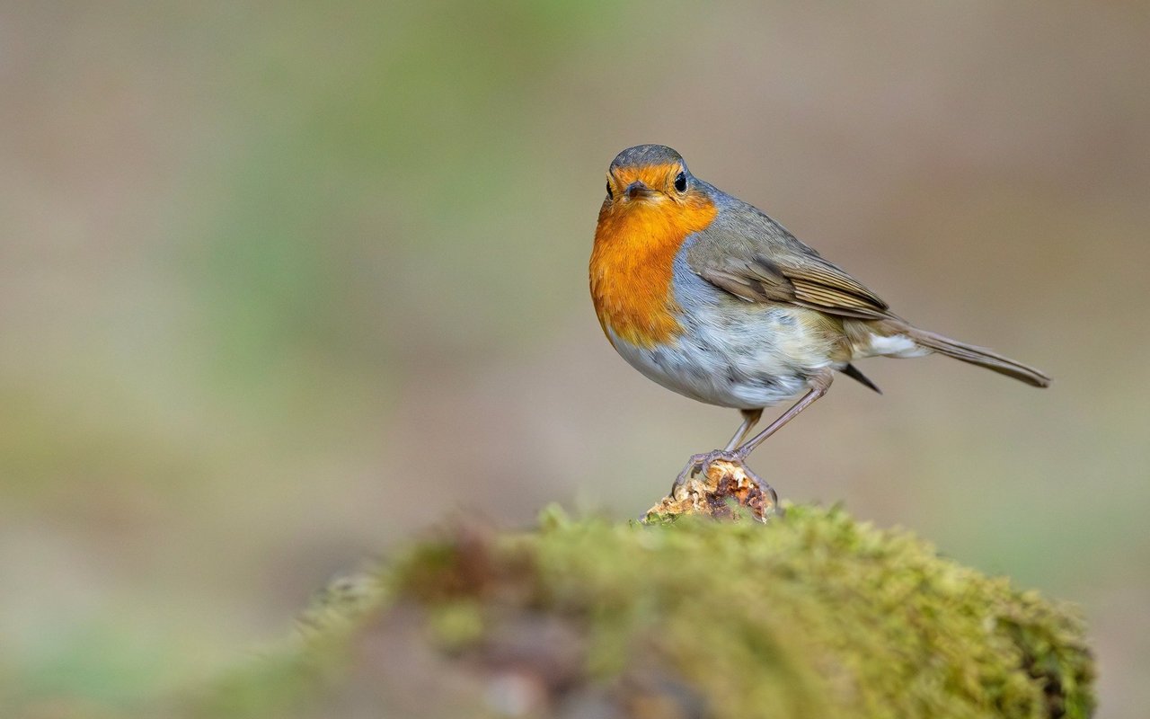 Beliebt bei der Schweizer Bevölkerung: Das Rotkehlchen ist Vogel des Jahres 2025.