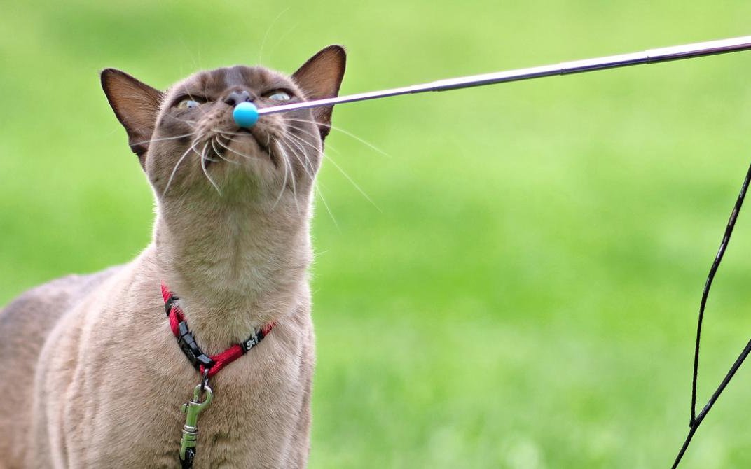 Eine Katze schnüffelt an Trainingsstab.