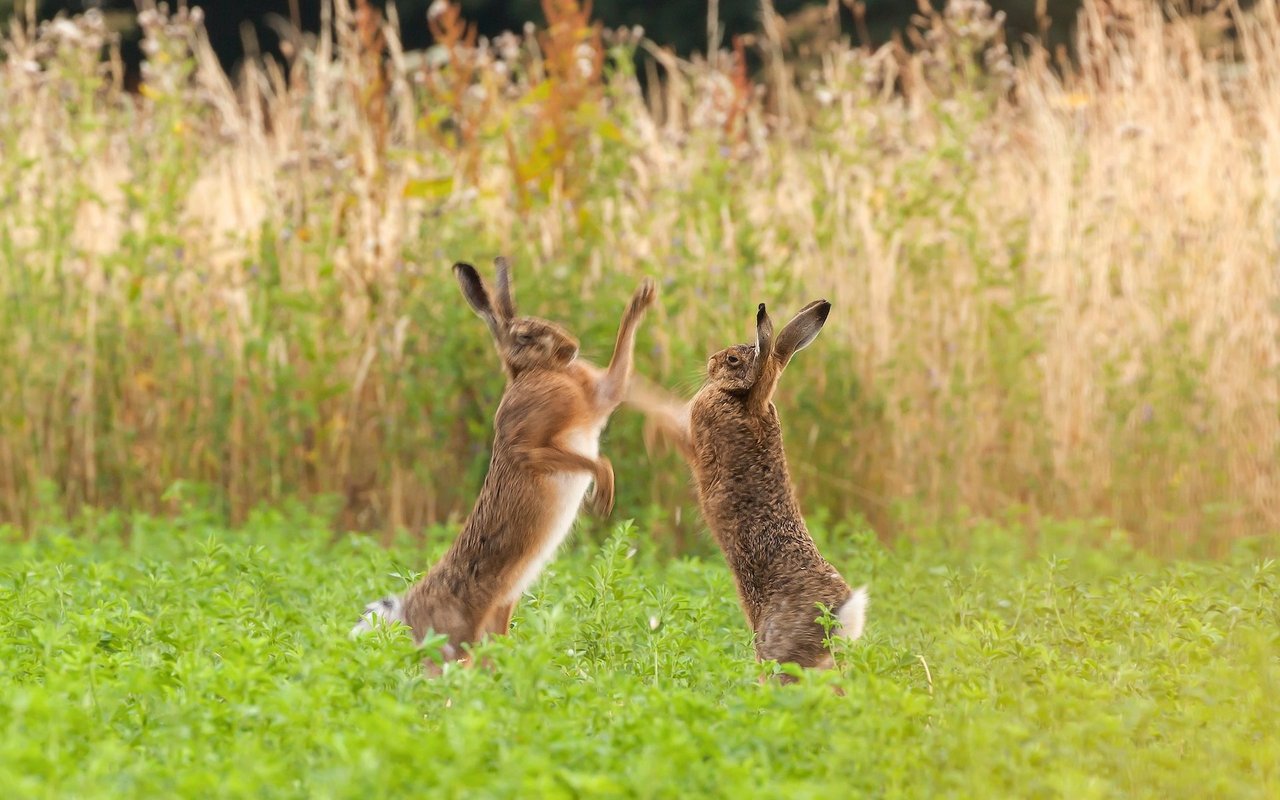 Während der Hasenhochzeit geht es bei den Tieren wild zu und her. Weibchen wie Männchen kämpfen gegenseitig miteinander, um den passenden Partner zu finden. 