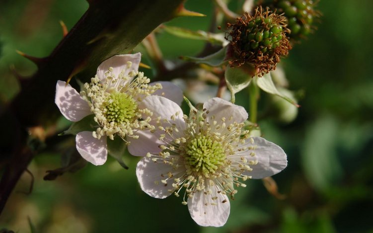 Die Farnblättrige Brombeere ist an ihren gezackten Blättern erkennbar.