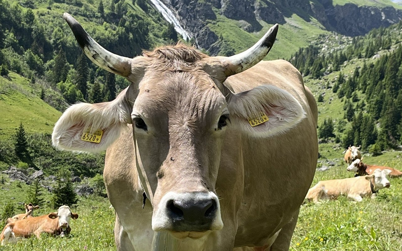 Das Bild einer Braunviehkuh auf der Alp kann als Schweizer Kulturgut angesehen werden.