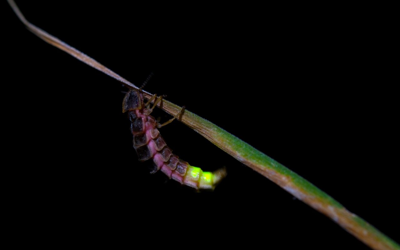 Glühwürmchen sind weder Würmchen, noch glühen sie. Die Käfer produzieren ein kaltes Licht.