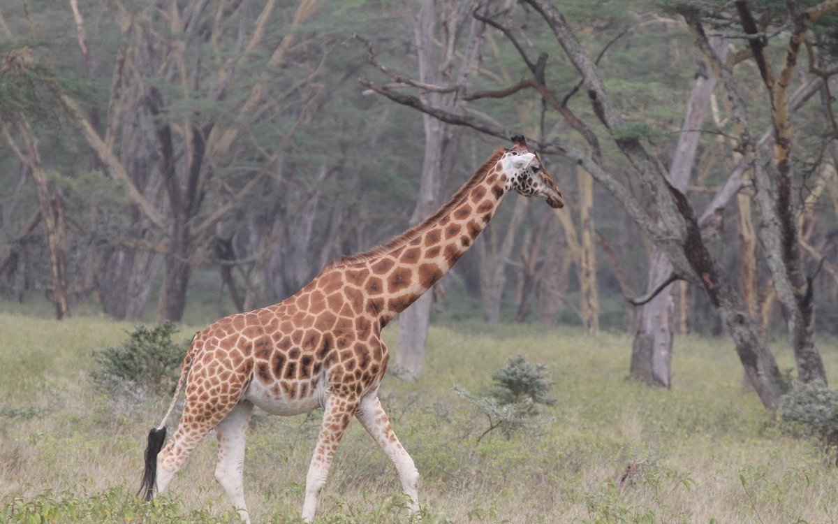 Dr. Monica Bond erforscht täglich das Leben der Giraffen in afrikanischer Savanne. 