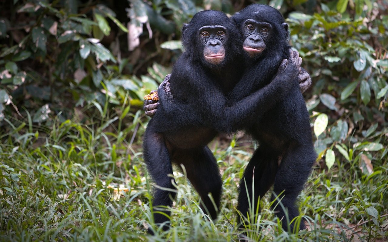 Bonobos sind bekannt für ihr ausgeprägtes Sexualleben. Zwischendurch gibt es für den Sexualpartner einen Snack. 