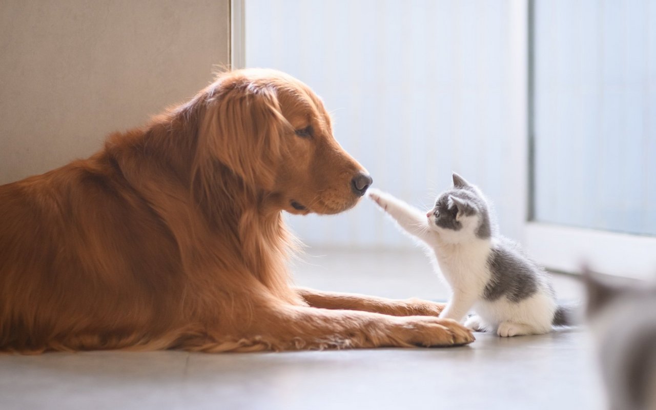 Ermöglichen Sie Ihrem Vierbeiner die beste medizinische Versorgung mit der wau-miau Tierversicherung.