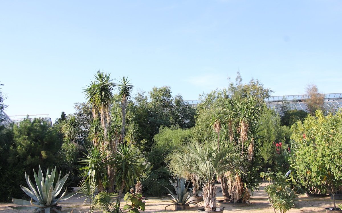 Im Botanischen Garten Bayreuth wird eine sehr grosse Sammlung an Kübelpflanzen gepflegt.