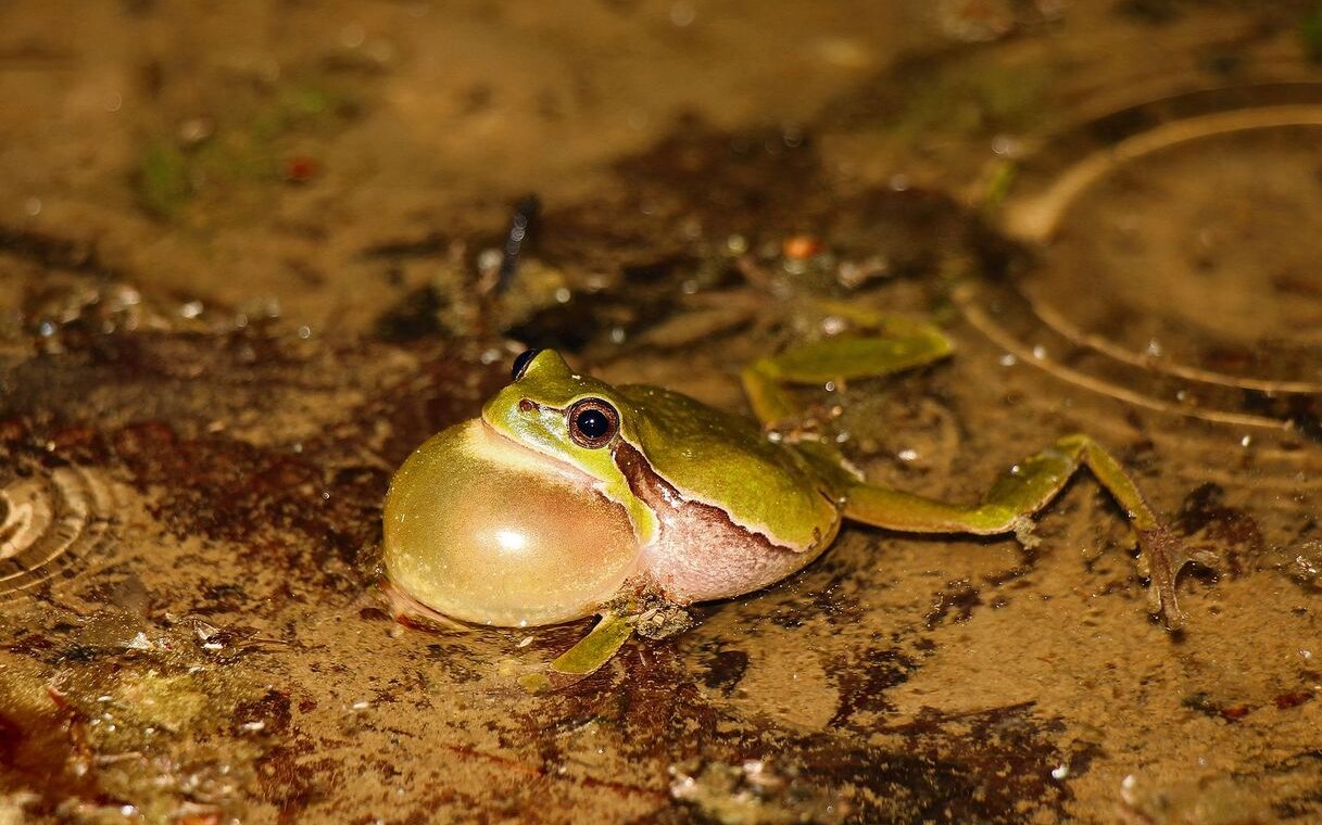 Der Laubfrosch macht Weibchen durch sein lautes Rufen auf sich aufmerksam.