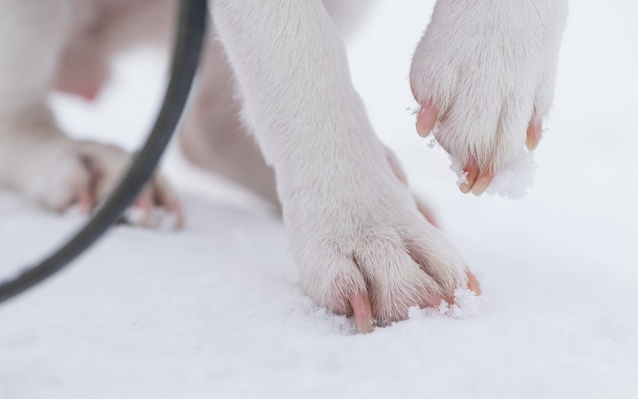 Winterliche Gegebenheiten sind für Hundepfoten eine Herausforderung.