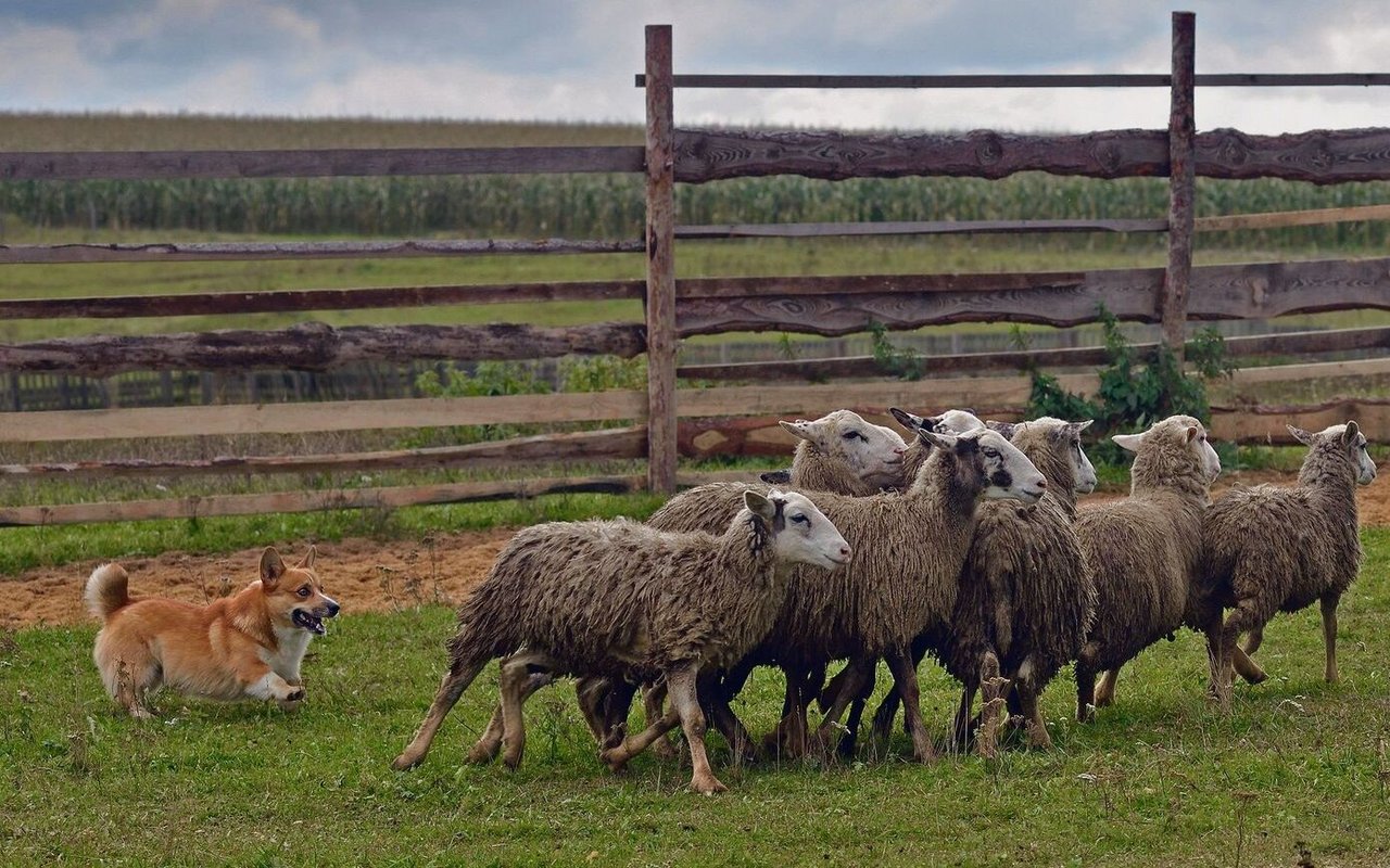 Die ursprüngliche Bestimmung der Corgis war das Hüten und Treiben von Schafen und Rindern.