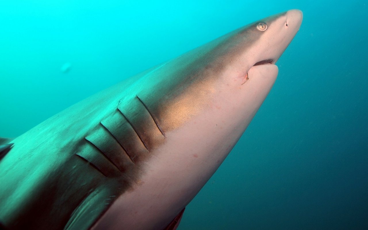 Die Kiemen vorne beim Kopf sind für Fische überlebenswichtig. 