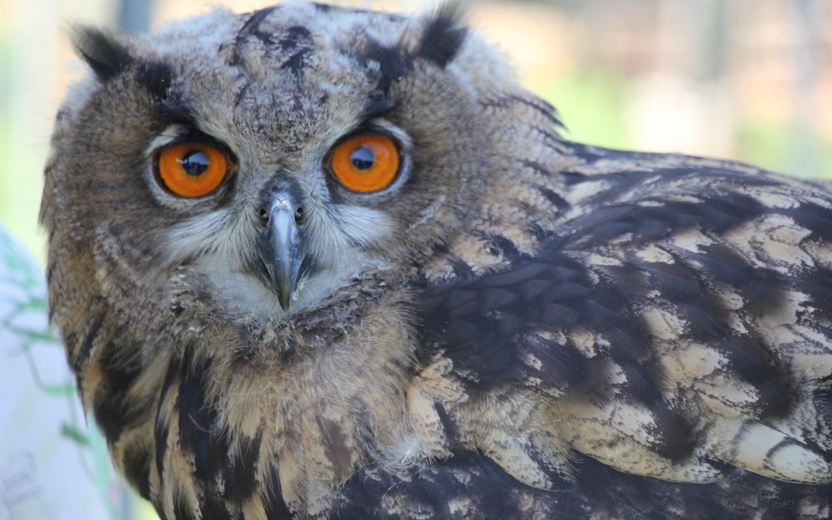 Federn machen den grössten Teil beim Vogel aus, wie hier bei diesem jungen Uhu. 