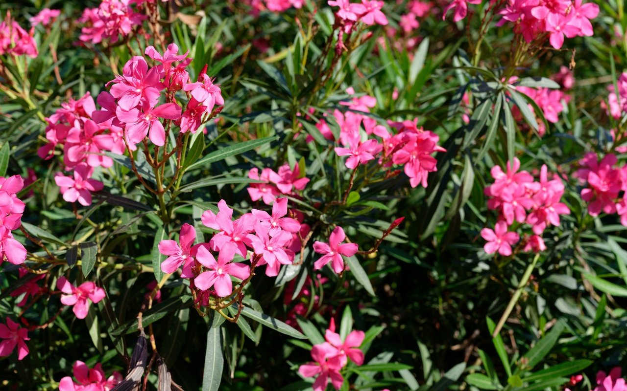 Oleander