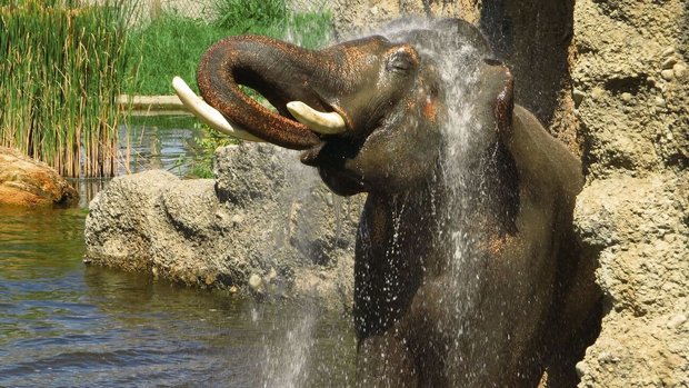 Statt des Elefantenr Statt des Elefantenreitens will Knies Kinderzoo mit naturnahen Erlebnissen das Publikum für die Tiere sensibilisieren.