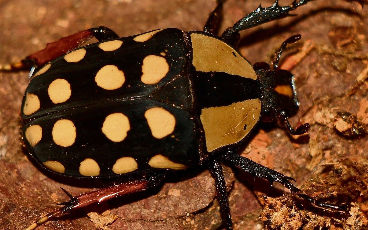 Mecynorhina passerinii