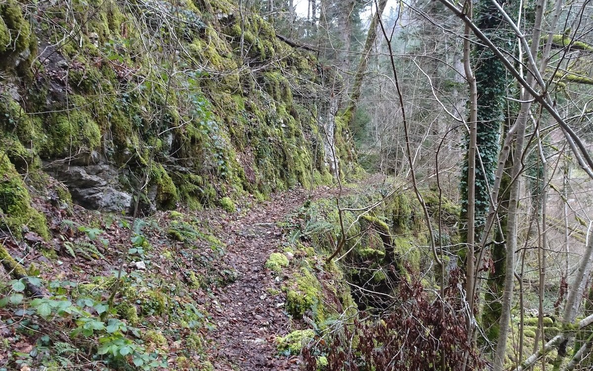 Wanderung durch frühlingshaften Wald. 