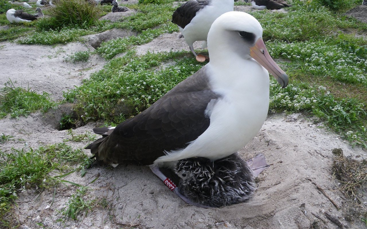 Albatros-Dame «Wisdom» mit einem Küken im Jahre 2011.