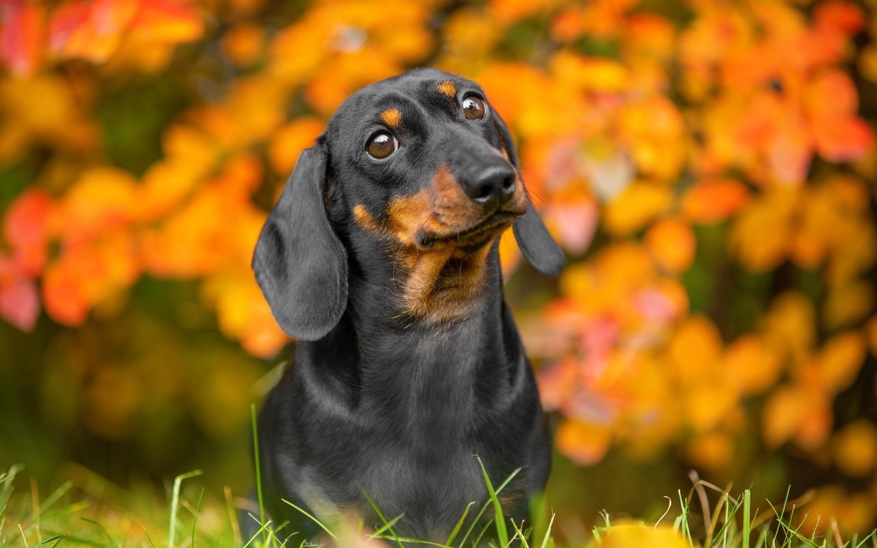 Kurzhaardackel sind die ursprünglichste Form der Dachshunde. 