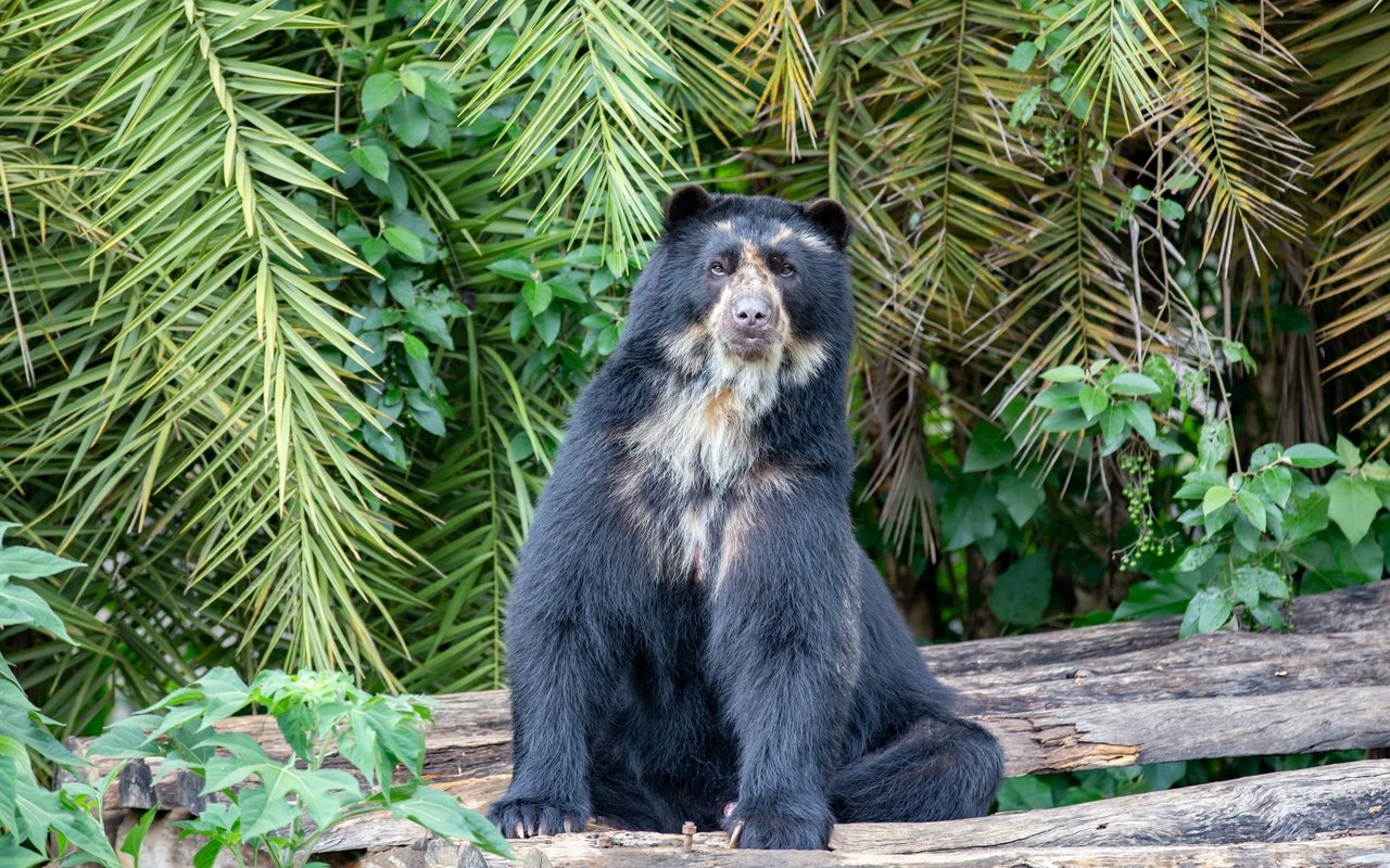 Der Andenbär wird auch Brillenbär genannt.