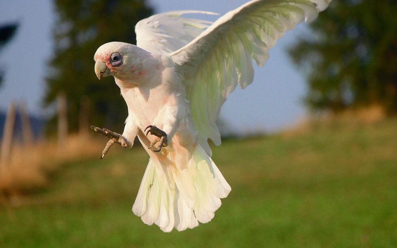 Der weisse Nacktaugenkakadu Nulu fliegt zu Alain Braîchet.