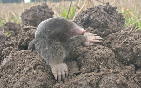 Maulwurfweibchen Verhalten Sich Aggressiv - Tierwelt.ch 