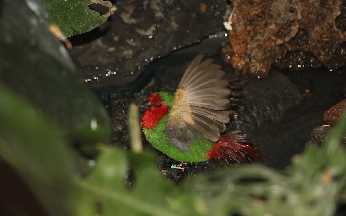 Rotkopf-Papageiamadinen sind Badefanatiker. 