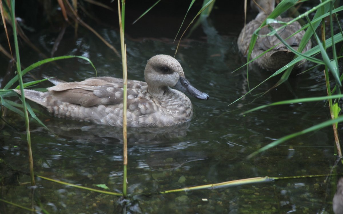 Marmelente im Teich der begehbaren Aussenvoliere vor dem Vogelhaus. 