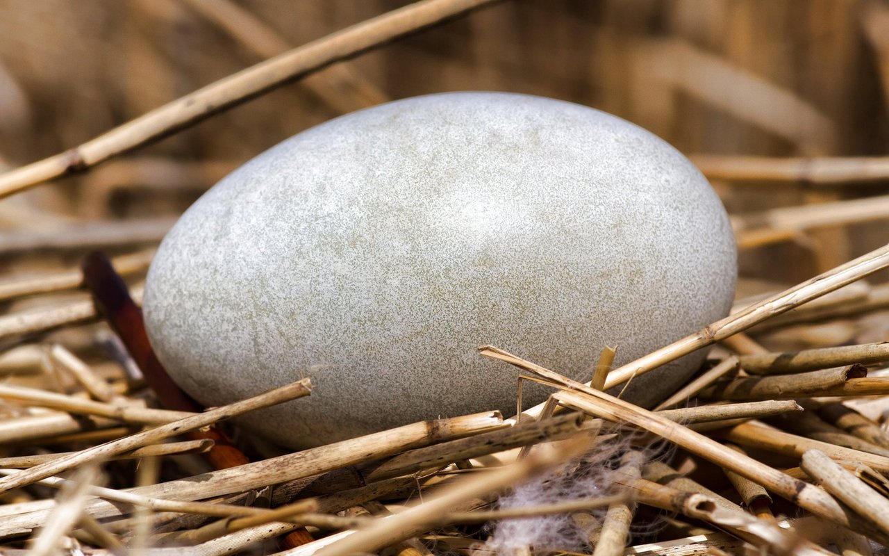 Durch das Anstechen der Eier kann sich kein Embryo entwickeln.