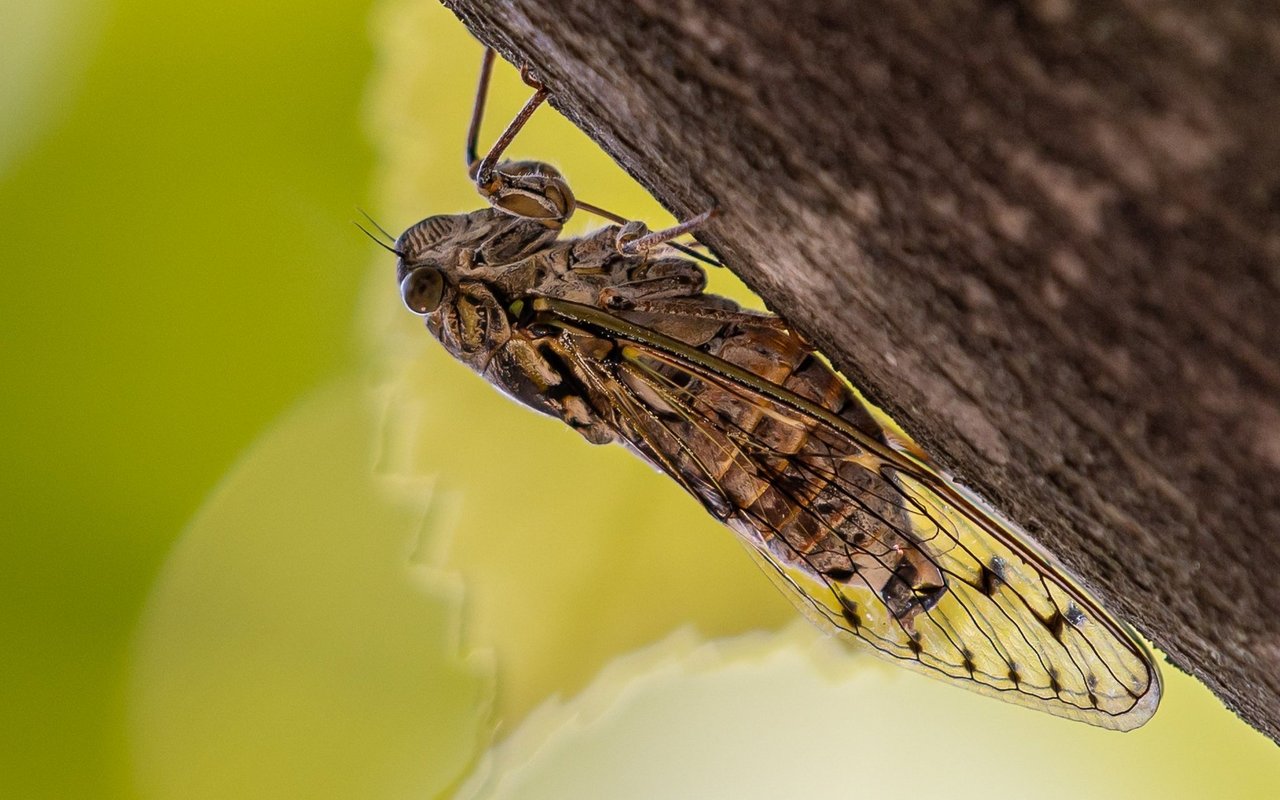 Die wohl bekannteste Singzikade ist die Mannazikade (Cicada orni): Die Sänger aus der Mittelmeerregion kommen auch in der Schweiz vor.