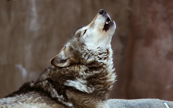 Bedeutung der Wolf Exo Zahlen