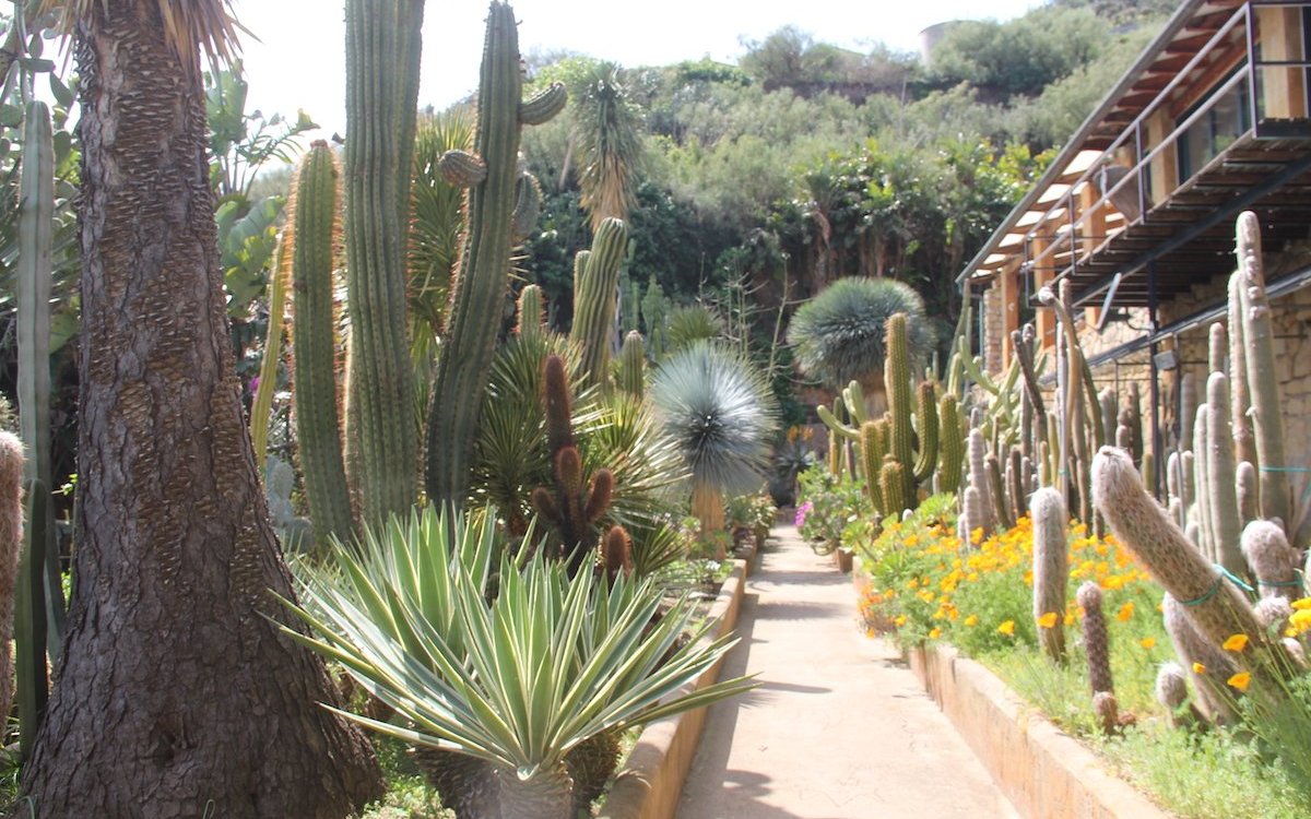 Kakteensammlung im Giardino Esotico Pallanca in Bordighera in Italien. 