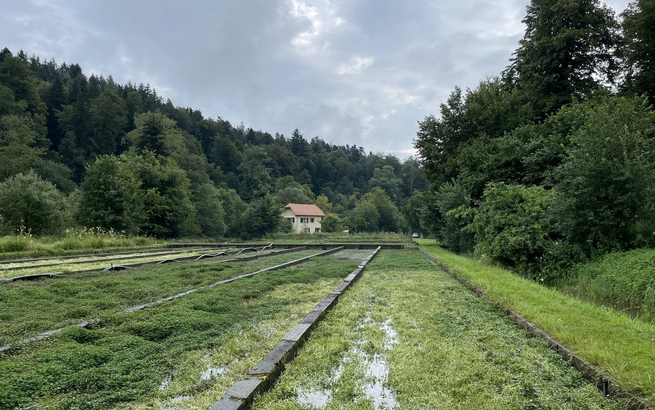 In 26 sogenannten Kressebächen gedeiht Brunnenkresse.