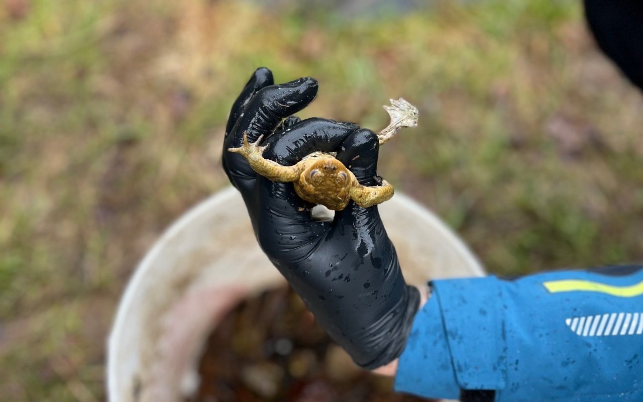 Sicher unterwegs: Dank zig Freiwilligen erreichen Amphibien ihren Zielort. 