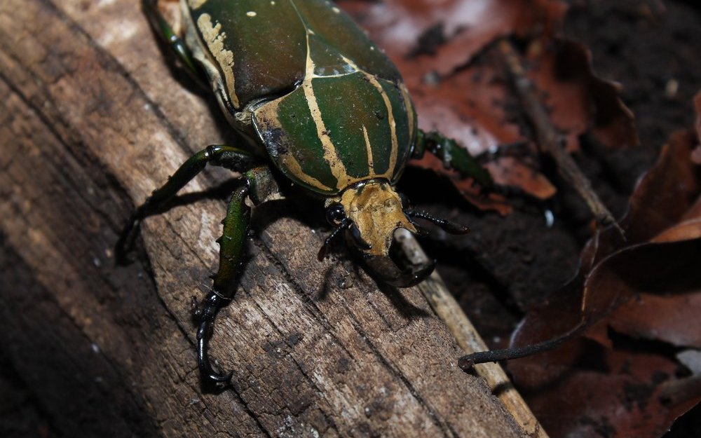 Grosser Rosenkäfer: Mecynorhina polyphemus confluens