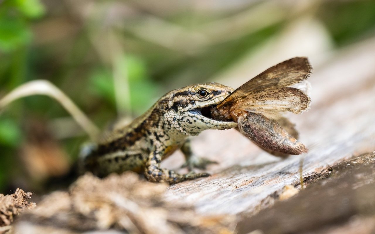 Eidechsen sind nicht wählerisch und fressen, was in den Mund passt. Ein Grossteil ihrer Nahrung machen Insekten aus. 