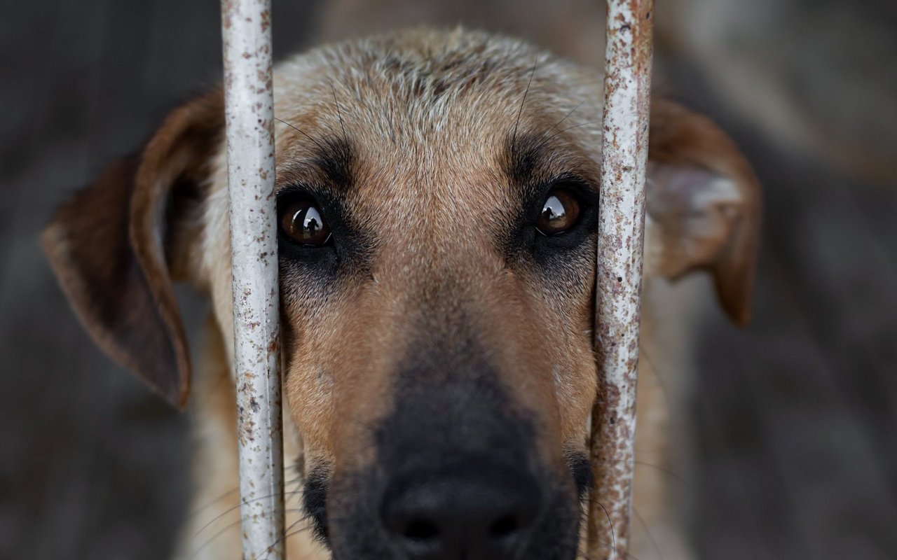 Die bei der Stiftung TBB Schweiz eingegangenen Meldungen betrafen hauptsächlich Hunde und Katzen.