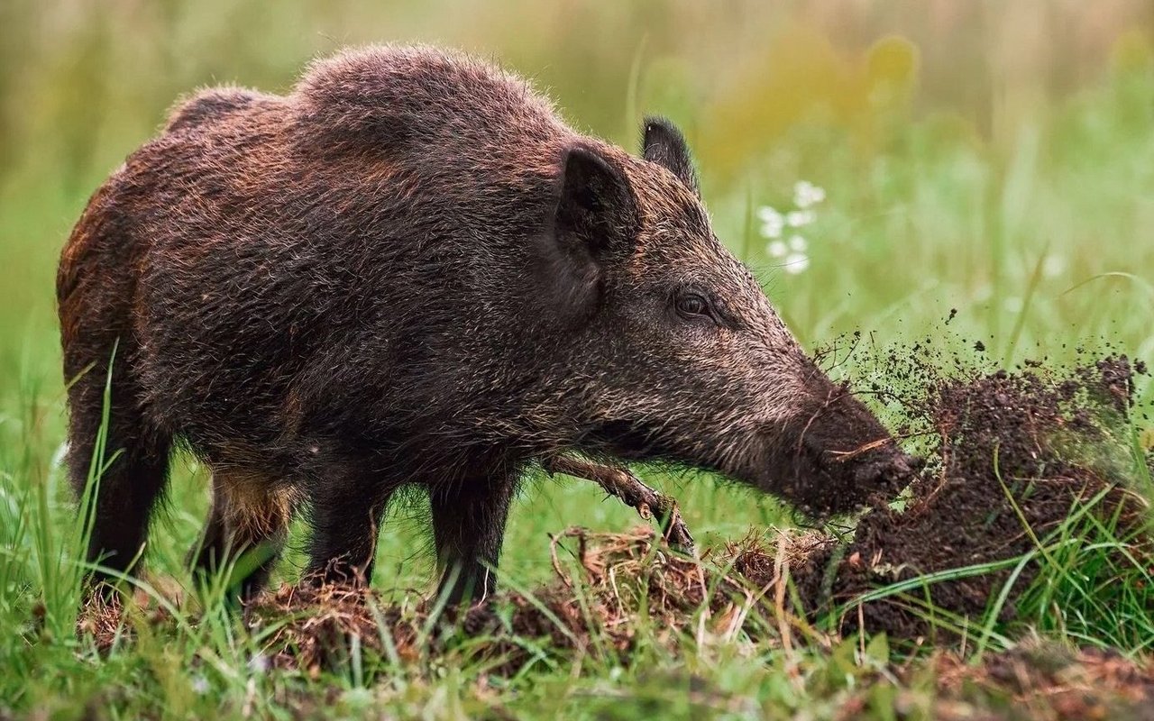 Das Wildschwein auf der Wiese.