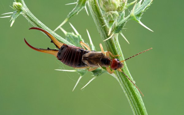 Wer hat Ohrwürmer im Garten? - tierwelt.ch | TierWelt