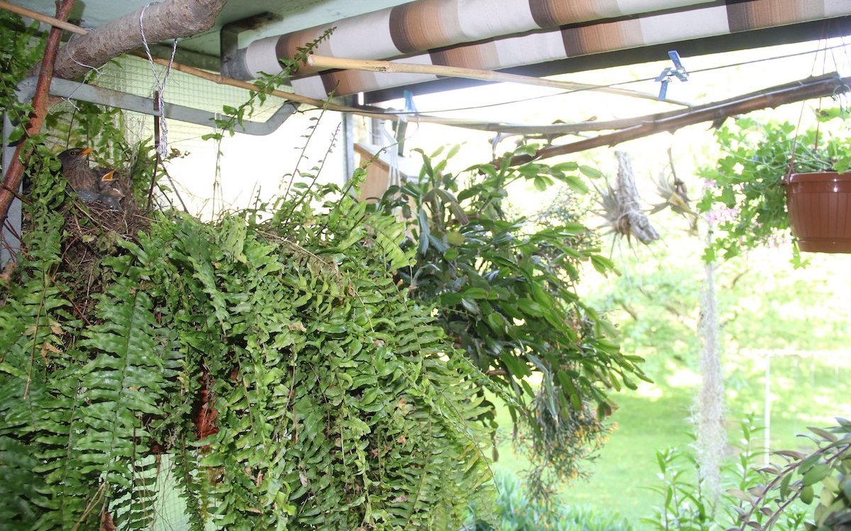 Ist der Balkon üppig bepflanzt, finden Amseln immer einen Platz, wo sie ihr Nest bauen können. 