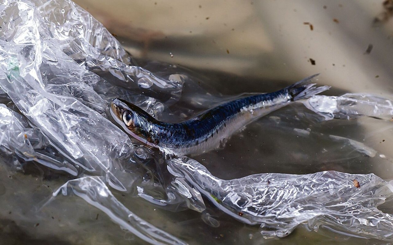 Plastikverschmutzung zerstört vor allem Lebensräume im und am Wasser.