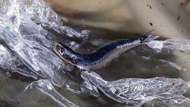 Plastikverschmutzung zerstört vor allem Lebensräume im und am Wasser.