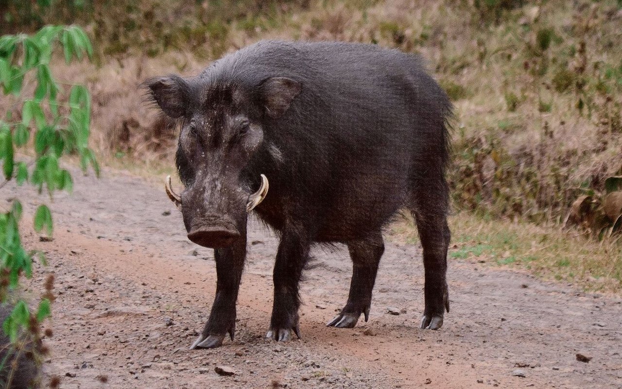 Riesenwaldschwein