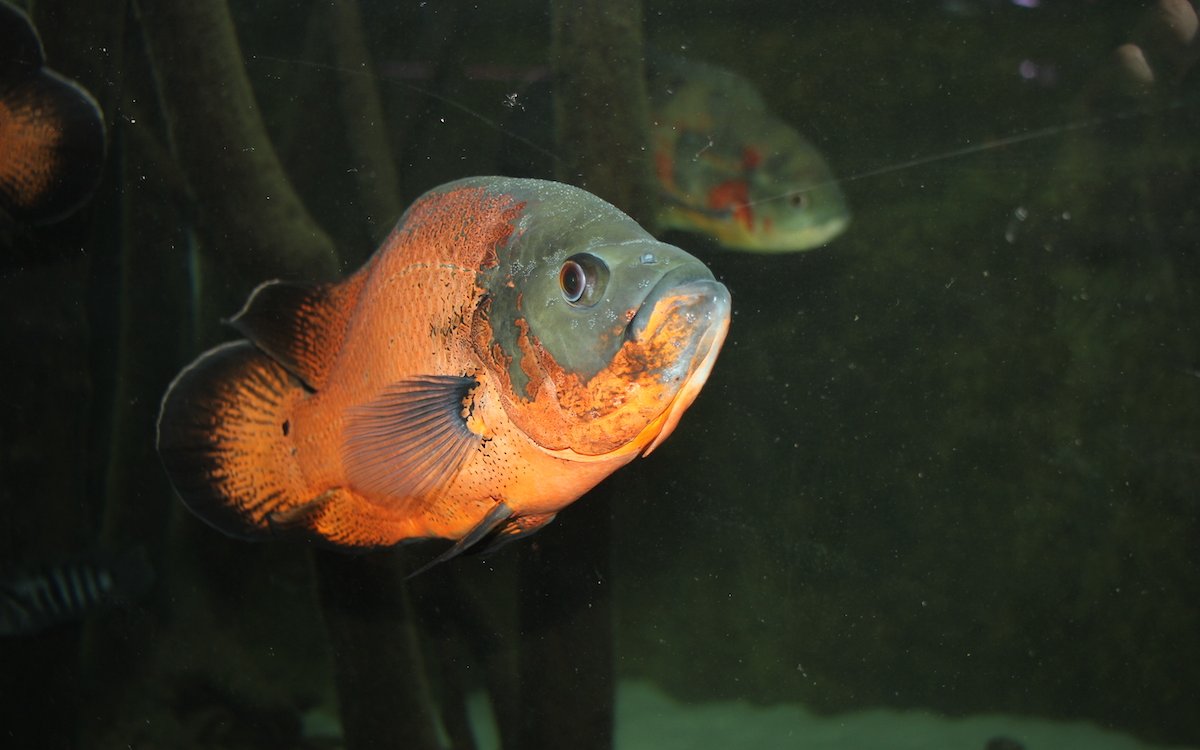 Der Pfauenaugenbuntbarsch oder Rote Oskar stammt aus dem Amazonas und schwimmt im Riesenaquarium des Fischliebhabers Hans-Jörg Blaser. 