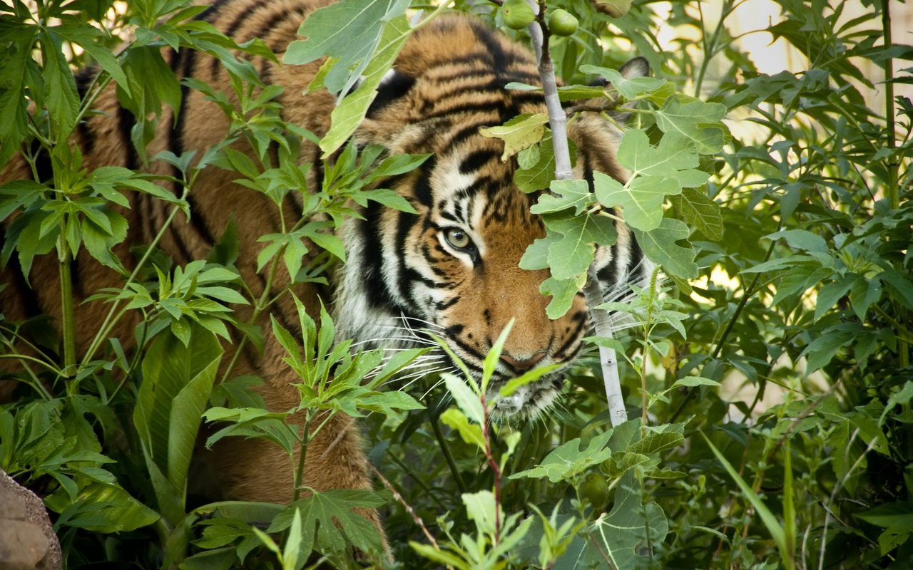 Im Gebüsch ist der Tiger für seine Beutetiere sehr gut getarnt. 