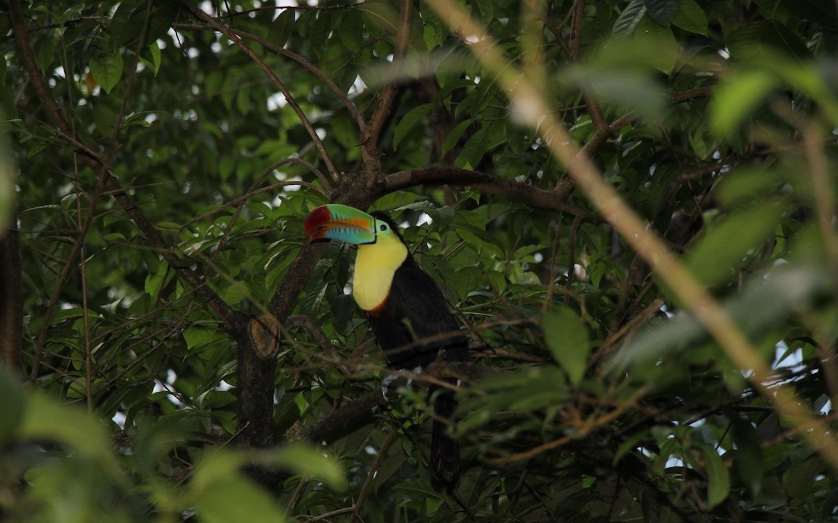 Nicht in der Natur, sondern in der Belize-Halle des Papiliorama in Kerzers. 