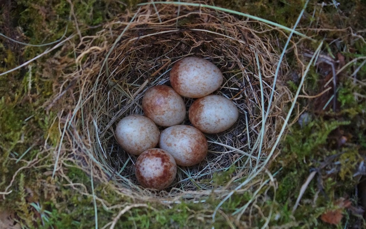 Drei bis sieben gelbliche Eier mit rotbraunen Punkten legt das Weibchen in Nestern in Bodennähe ab. 