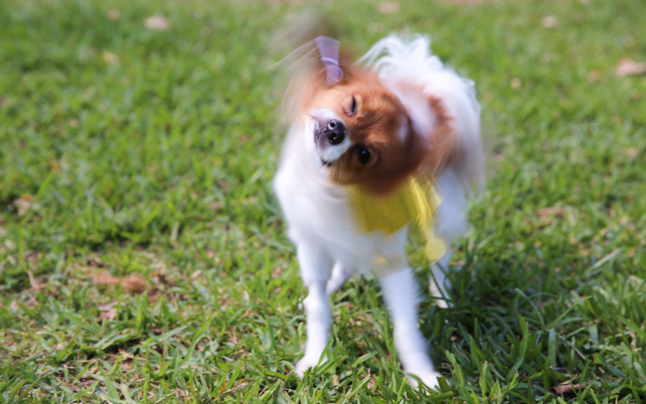 Die Gründe, warum ein Hund sich schüttelt, können sehr vielfältig sein, auf jeden Fall möchte er immer etwas «abschütteln» – auch mal Stress.