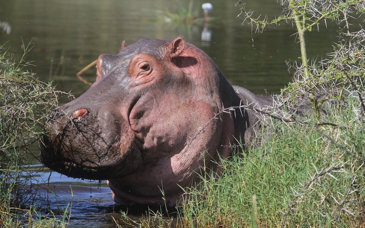 Überraschung auf der Safari um den Nakurusee in Kenia: Ein Flusspferd taucht auf. 