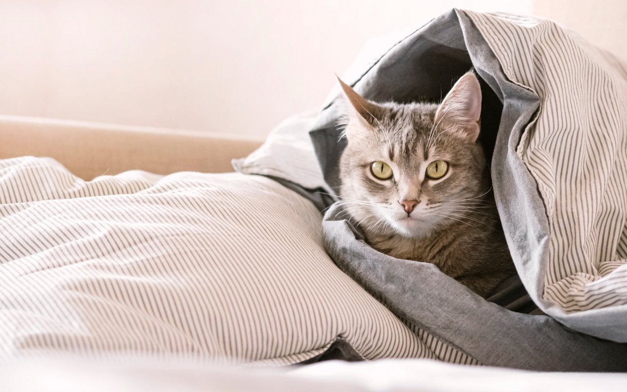 Unter Stresssituationen können Katzen ein gestörtes Markierverhalten entwickeln.